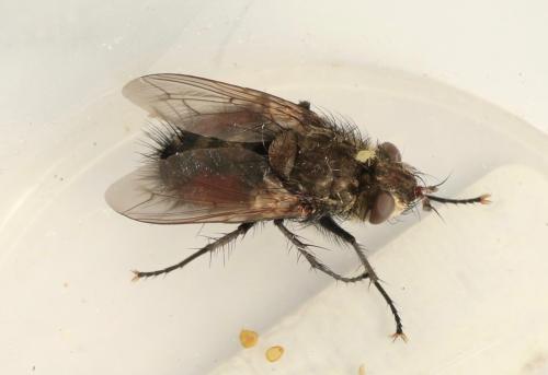 Peleteria meridionalis